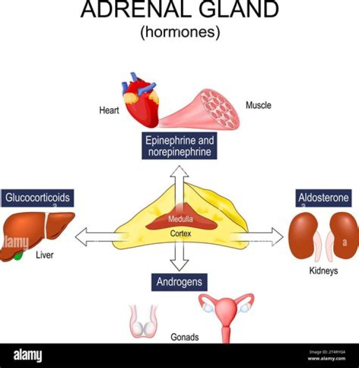 Which gland secretes androgen hormones?