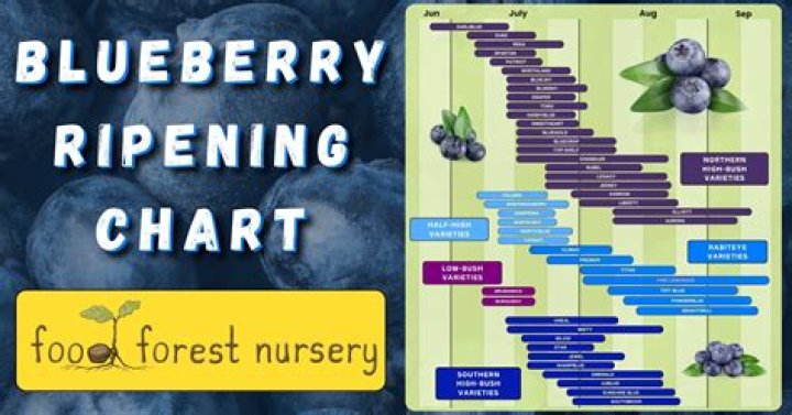 Which is blueberry season?