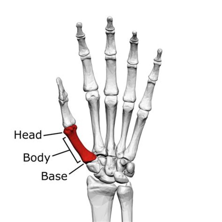 Which is the first metacarpal?