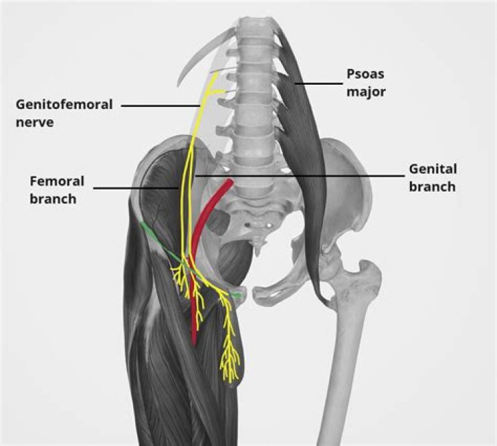 Which nerve innervates psoas major?