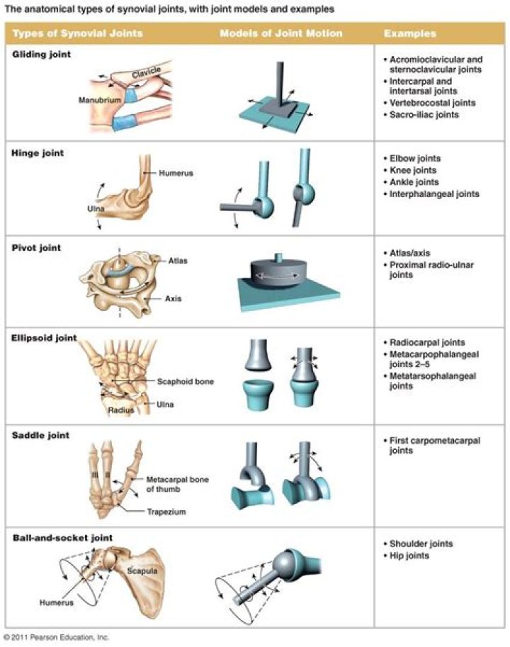 Which of the following is an example of an immovable joint?
