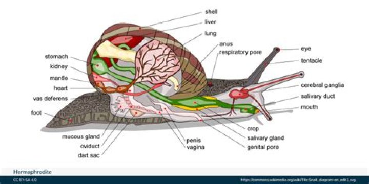 Which one of the following animals is hermaphrodite?