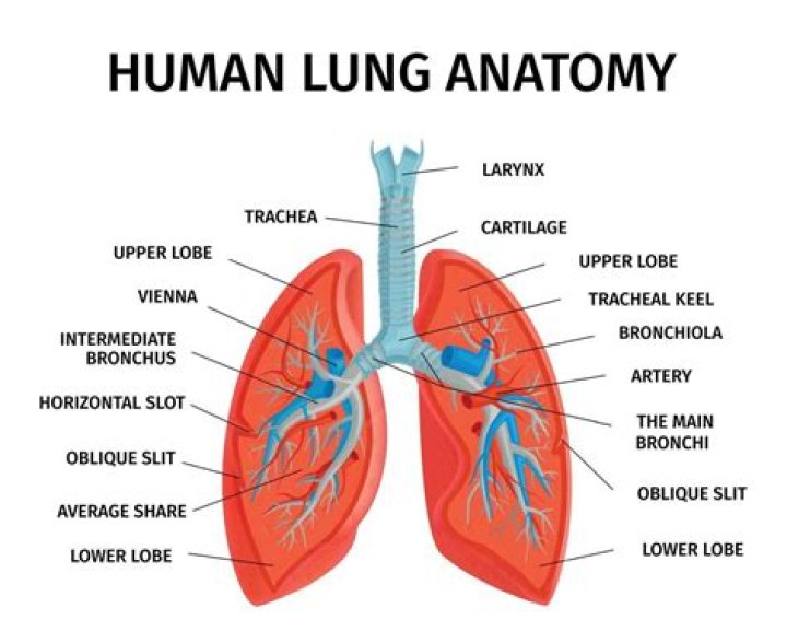Which part of the lung can be palpated?