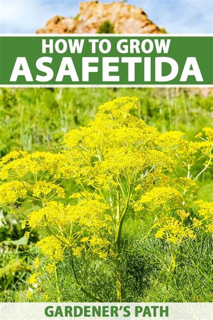 Which part of the plant is asafoetida?