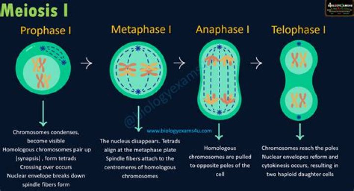 Which stage of meiosis occurs first?