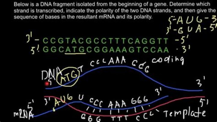Which strand gets transcribed?
