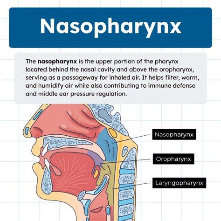 Which structures does the nasopharynx contain?