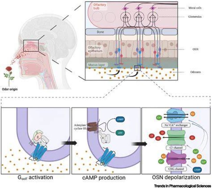 Who found olfactory receptors?