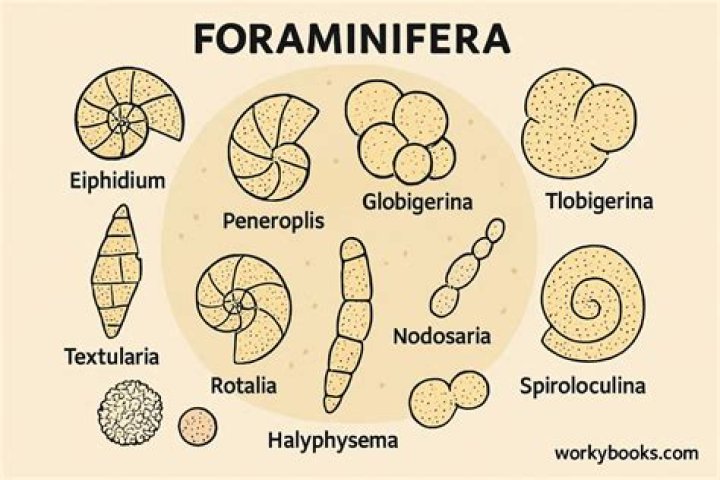 Why are foraminifera important?