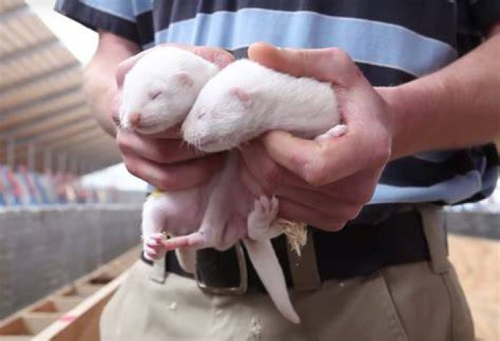 Why are mink farmed?