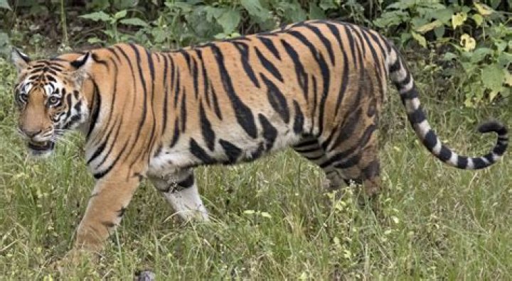 Why are tigers poached?