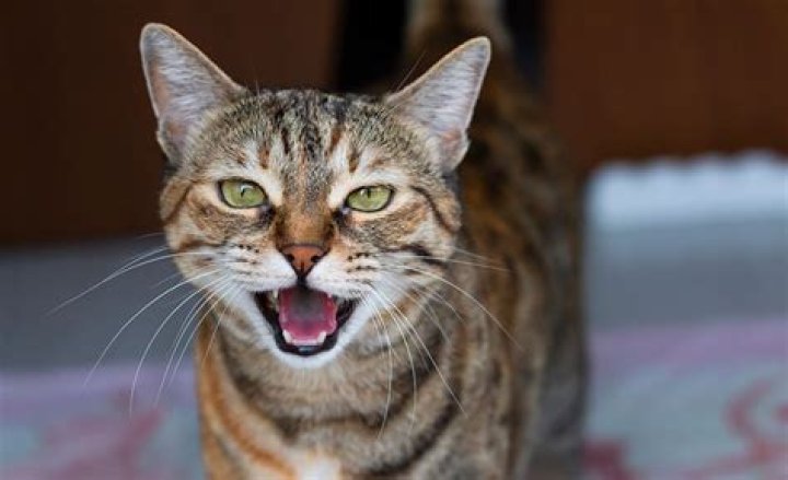 Why cat meows a lot?
