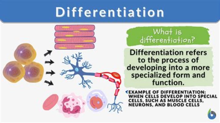 Why differentiation is used?