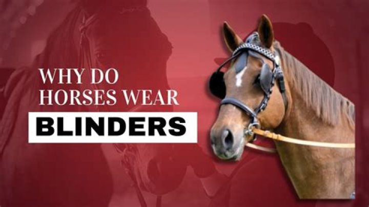 Why do horses wear winkers?