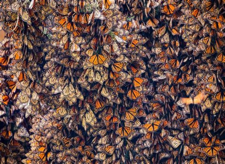 Why do monarchs migrate?