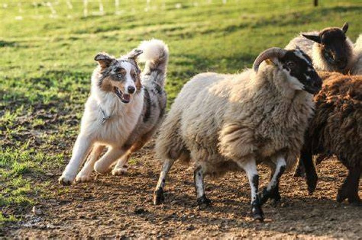 Why do sheepdogs herd?