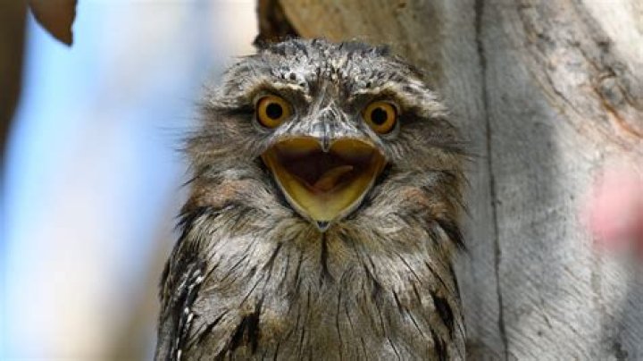 Why do tawny frogmouths hoot?