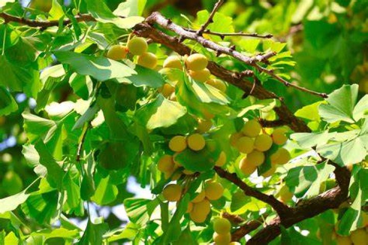 Why ginkgo biloba is called maidenhair tree?