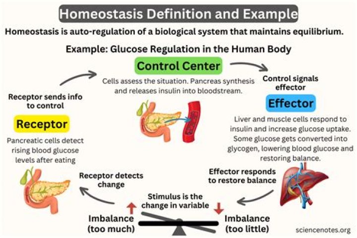 Why homeostatic regulation is important?