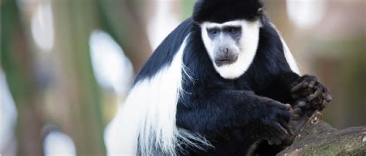 Why is it called a colobus monkey?