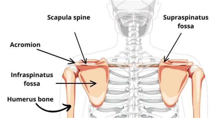 Why is it called supraspinous fossa?