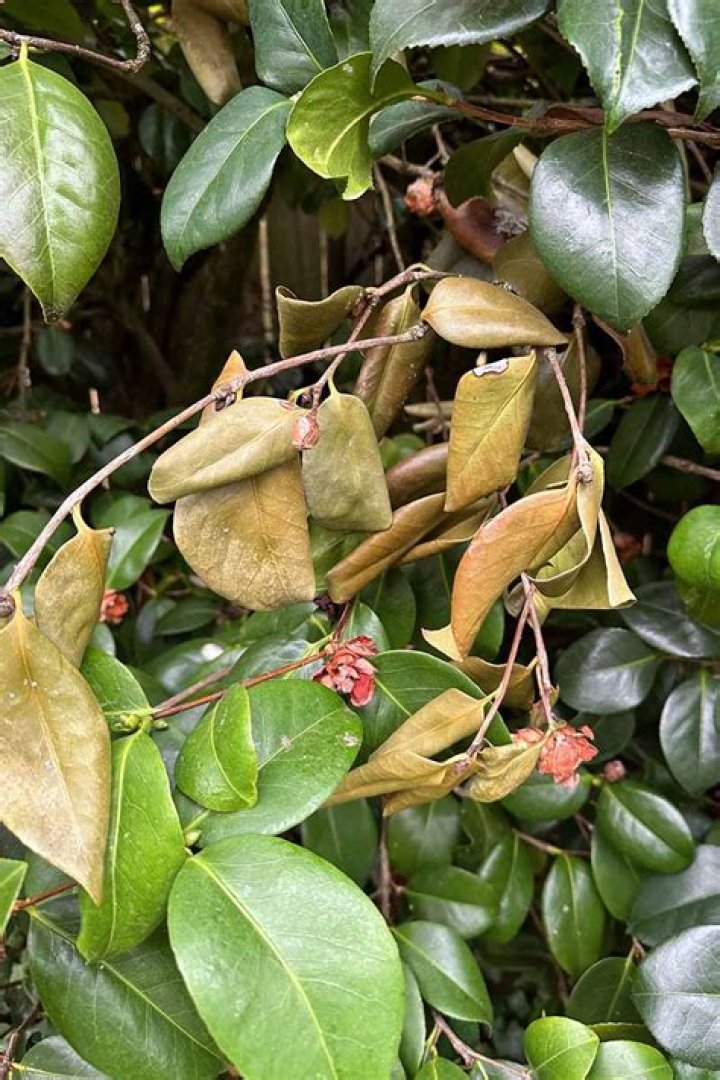 Why is my camellia dying?