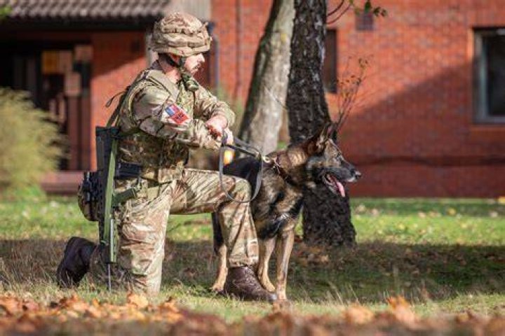 Why military dogs are killed after retirement?