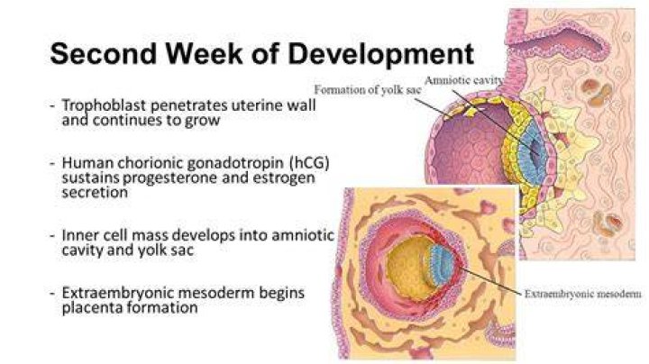 Why second week is called week of twos?