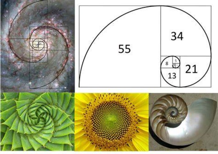 Why spiral is fibonacci?