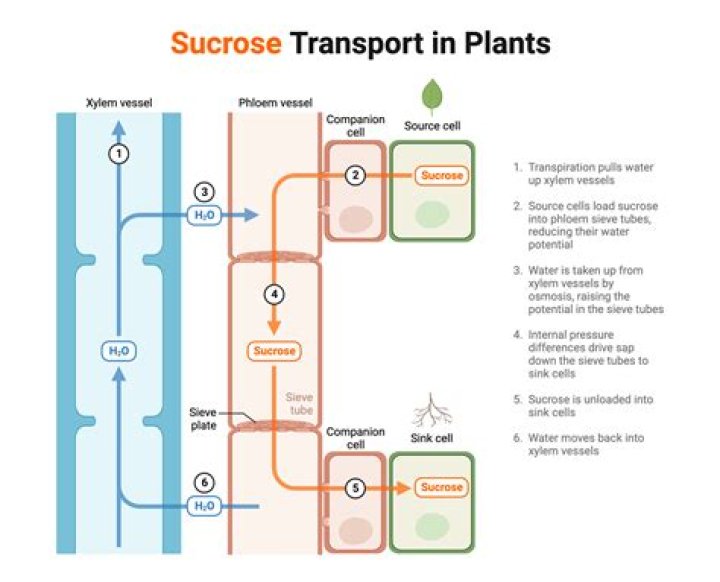 Why sucrose is the most transportable sugar in plants?