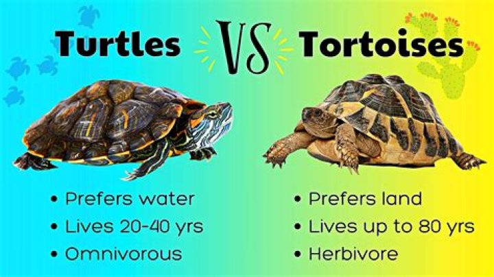Why tortoises are good pets?