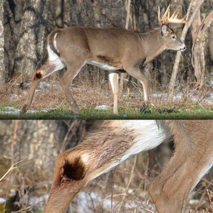 Will a deer come back after it blows?
