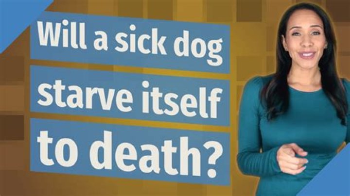 Will a sick dog starve itself to death?