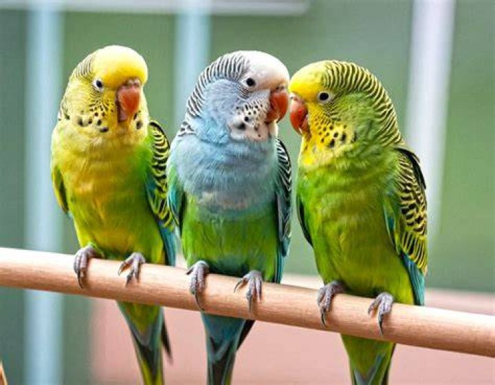 Will a sick parakeet still eat?