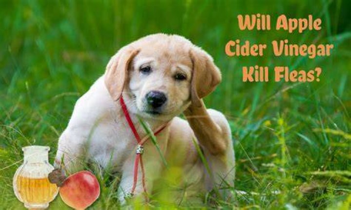 Will apple cider vinegar kill fleas?