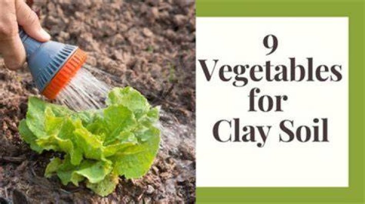 Will brassicas grow in clay soil?