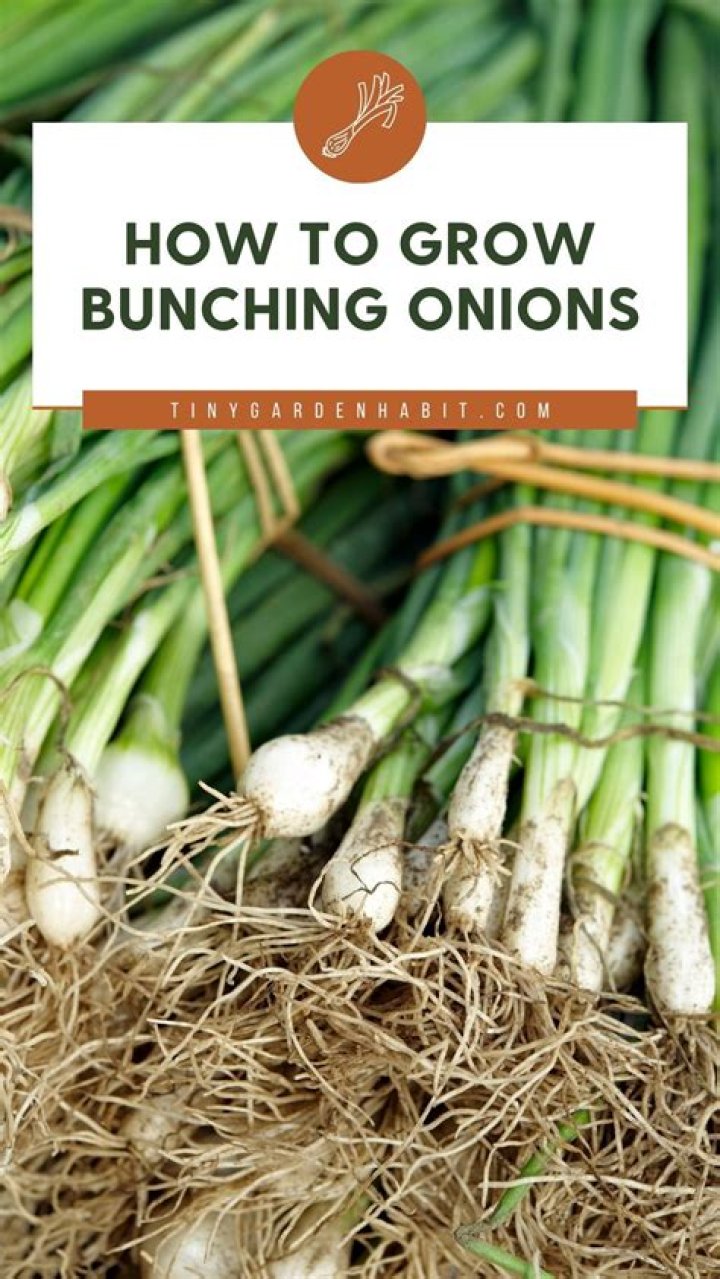 Will bunching onions grow back?