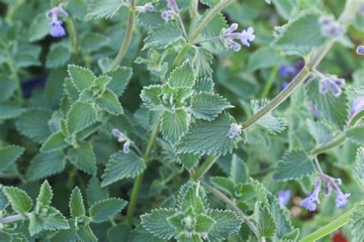 Will deer eat catmint?