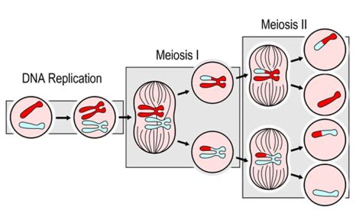 Will every gamete contain identical chromosomes?