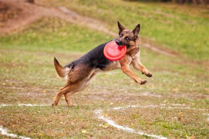 Will german shepherds play fetch?