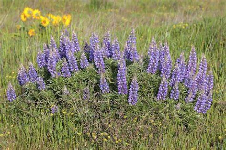 Will lupine come back next year?