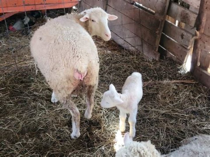 Will ram hurt lambs?