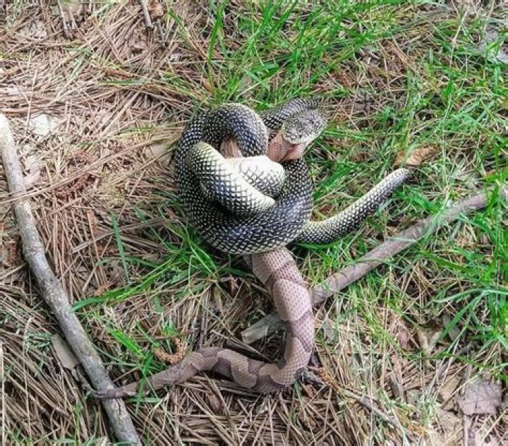 Will rat snakes eat other snakes?