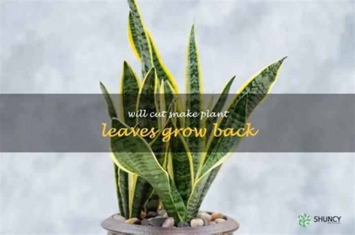 Will snake plant leaves unfold?