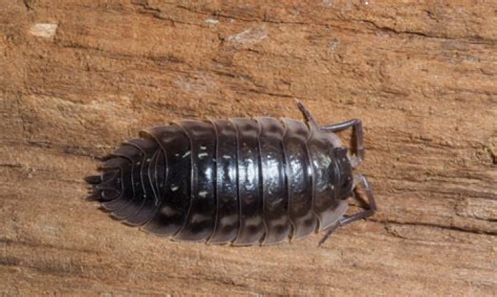 Will vinegar kill woodlice?